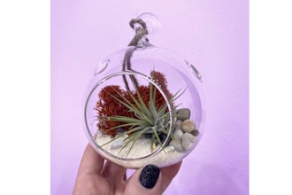 Crafty Hour: Air Plant Terrariums